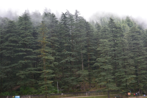 trees-and-mist