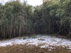 SNOW AND BAMBOOS
